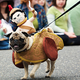 Illustration for article titled Highlights From "Puglandia," Oregon's Annual Pug Crawl